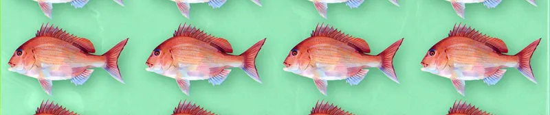 Negative Positive Angler est disponible en streaming sur Crunchyroll