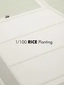1/100 RICE Planting